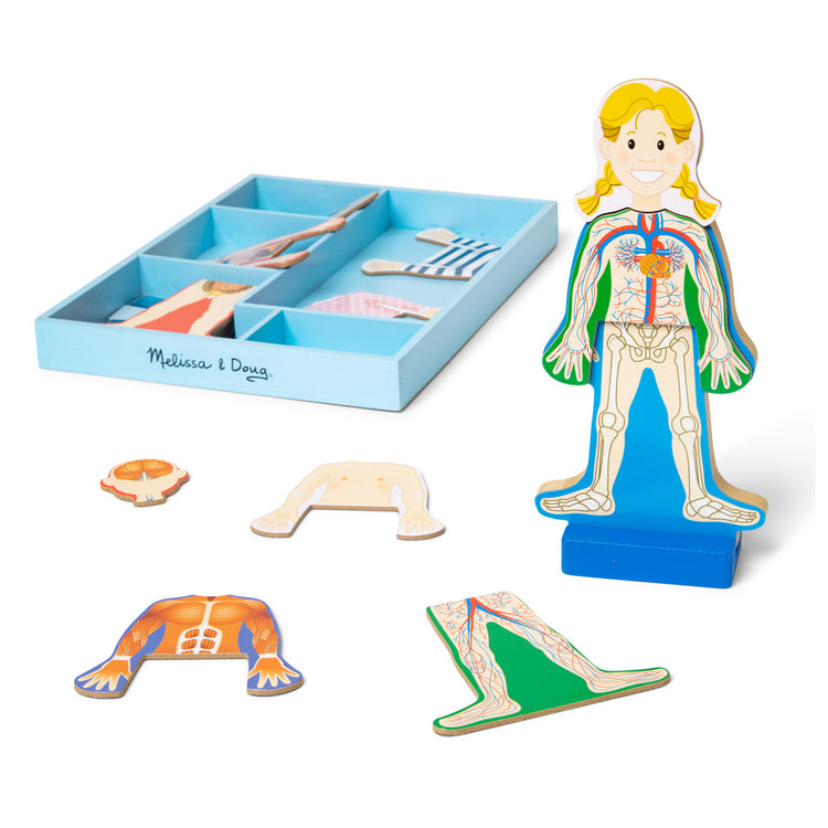 The loose pieces of the Melissa & Doug Magnetic Human Body Anatomy Play Set With 24 Magnetic Pieces and Storage Tray
